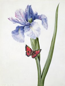 f.10 Blaue Iris mit Schmetterling (Spuria), 1826